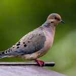 Mourning dove perching