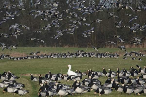 Snow geese flocks