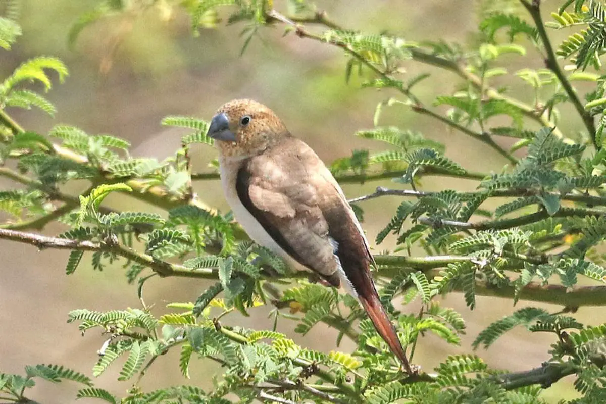 African silverbill on a tree