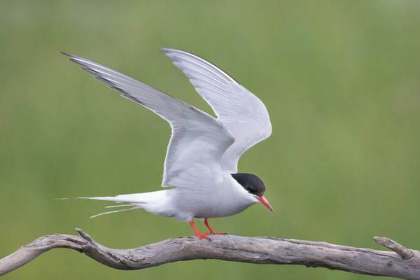 Arctic tern perching