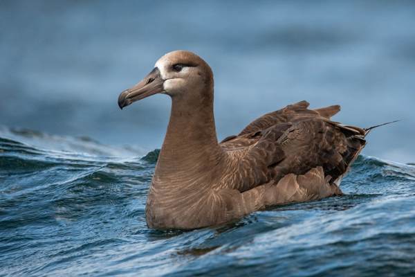 Black-footed albatross on wave