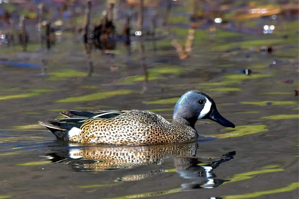 Blue-winged teal in marsh