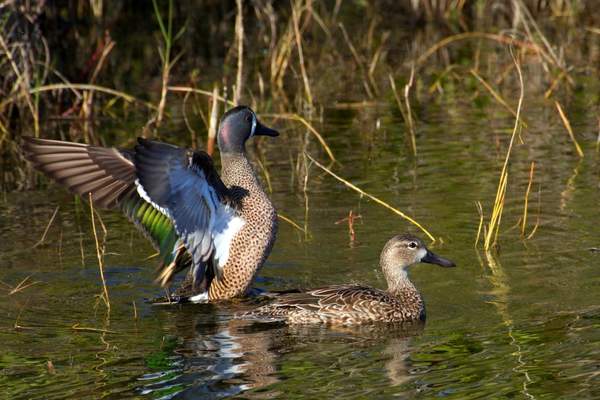 Blue-winged teal spreading its wings