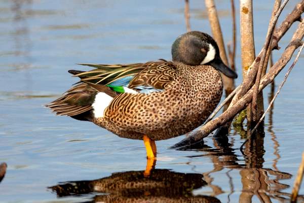 Blue-winged teal standing in water