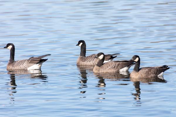 Cackling geese in wetland
