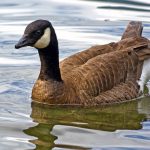 Cackling goose swimming