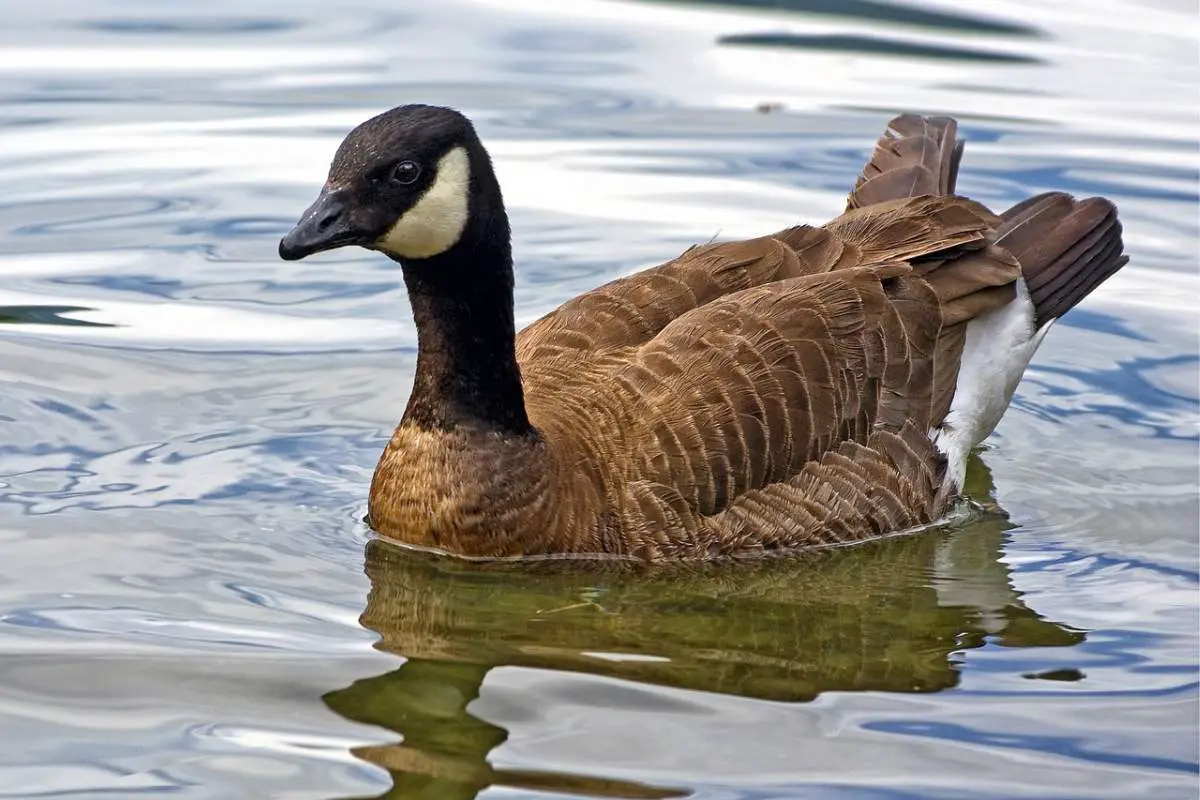 Cackling goose swimming