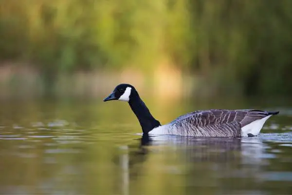 Canada goose in pond