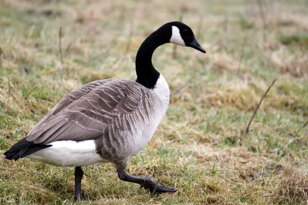 Canada goose walking in grassland