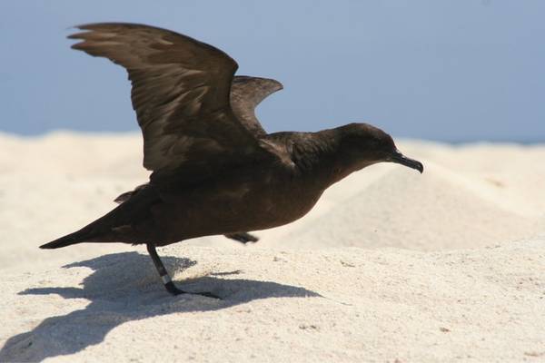 Christmas shearwater ready to take off