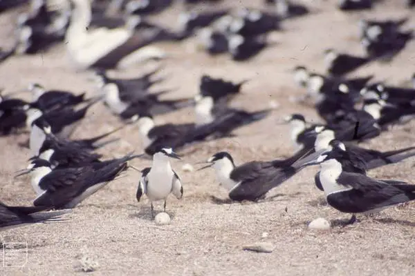 Flocks of sooty tern