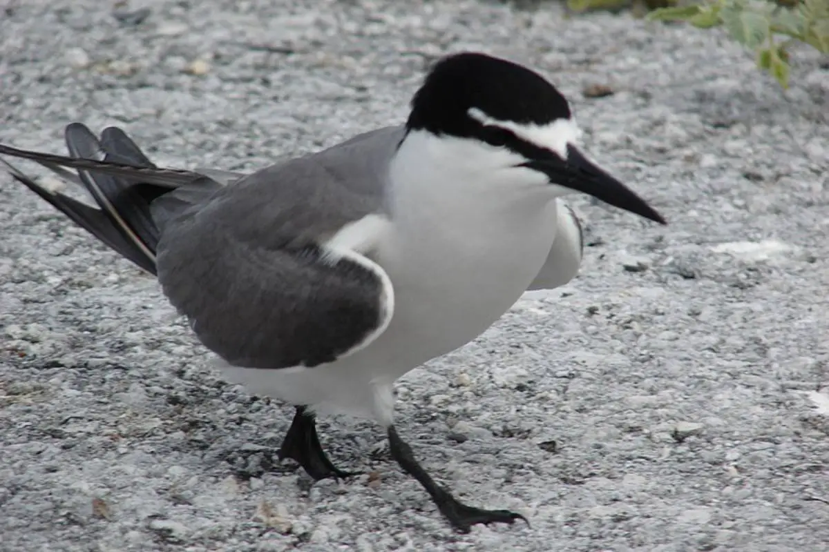 Gray-backed tern