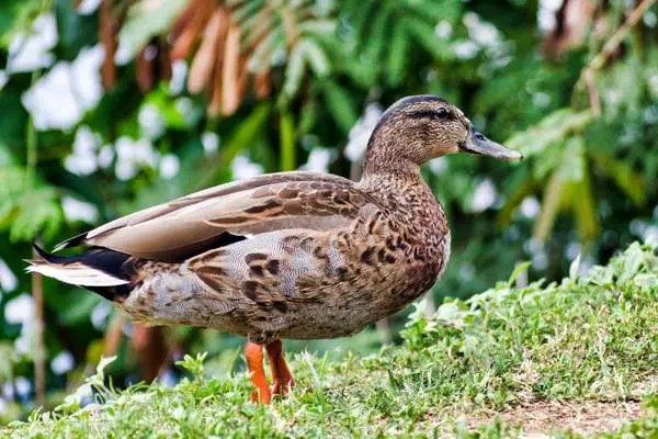 Hawaiian duck standing