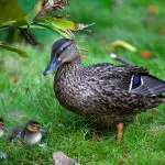 Hawaiian duck with youngs