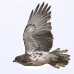 Hawaiian hawk in flight