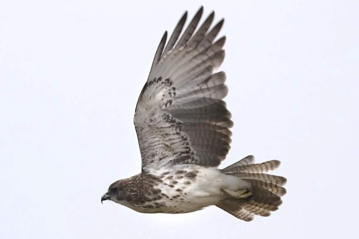 Hawaiian hawk in flight