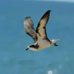 Hawaiian petrel in flight