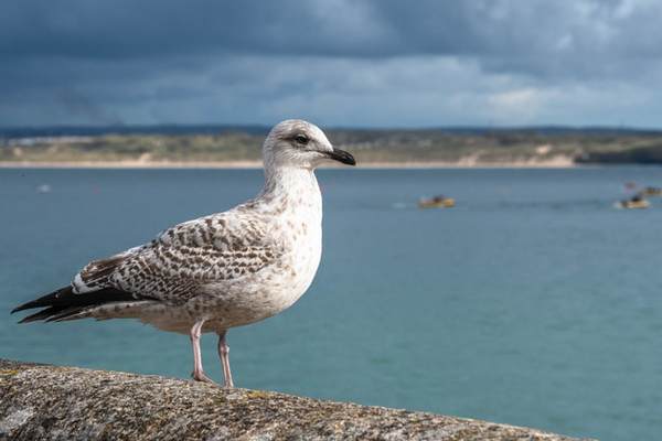 Herring gull perched on the gutter