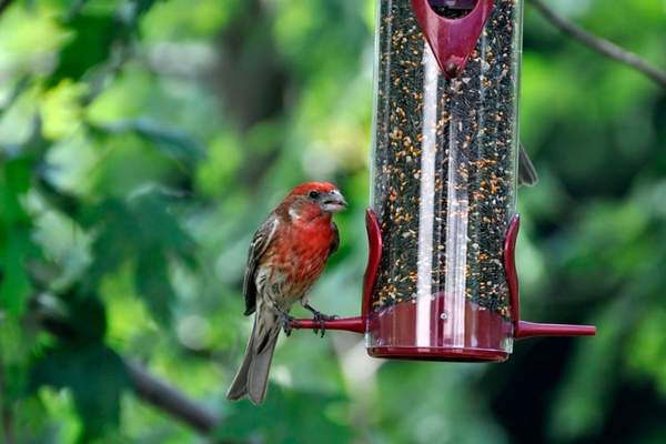 House finch on bird feeder