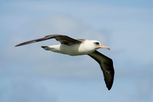 Laysan Albatross in Flight