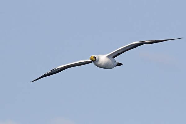 Masked booby gliding