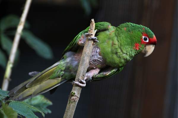 Mitred parakeet perched on a bamboo stick
