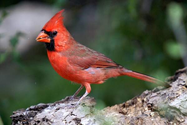 Northern cardinal on tree branch