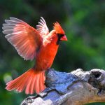 Northern cardinal spreading its wings