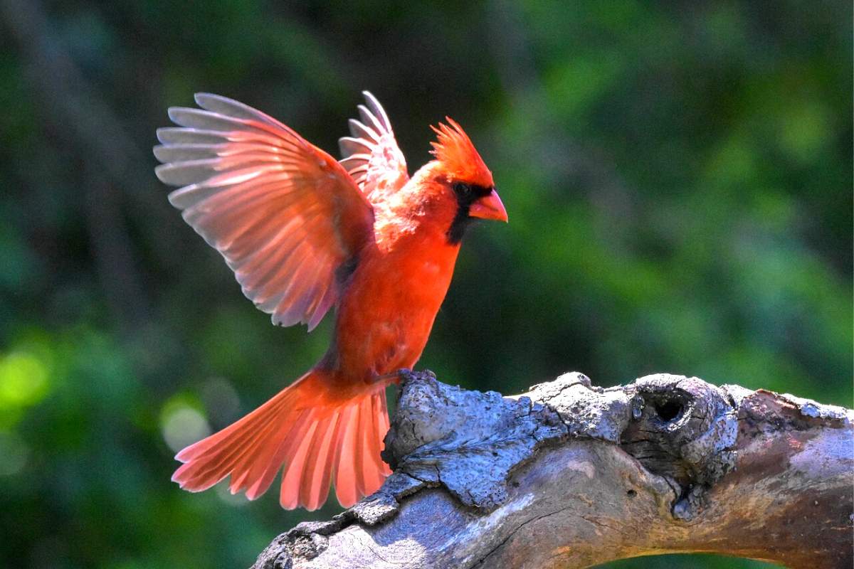 Northern cardinal spreading its wings