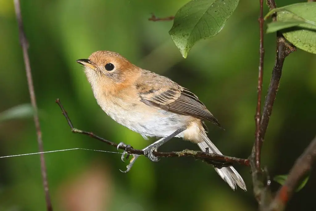 Oahu Elepaio (Chasiempis Ibidis) - Hawaii Bird Guide