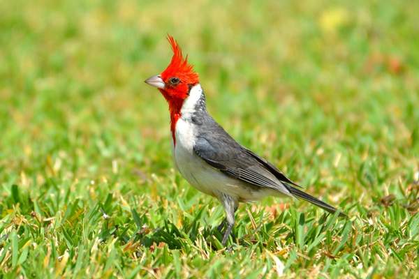 Red-crested cardinal in grassland
