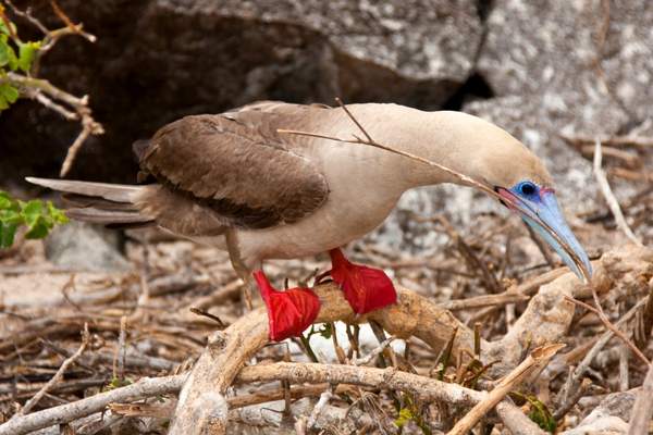 Red-footed booby foraging