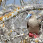 Red-footed booby on a tree