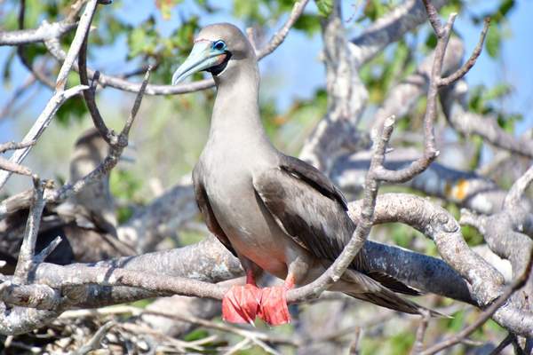 Red-footed booby on tree branch
