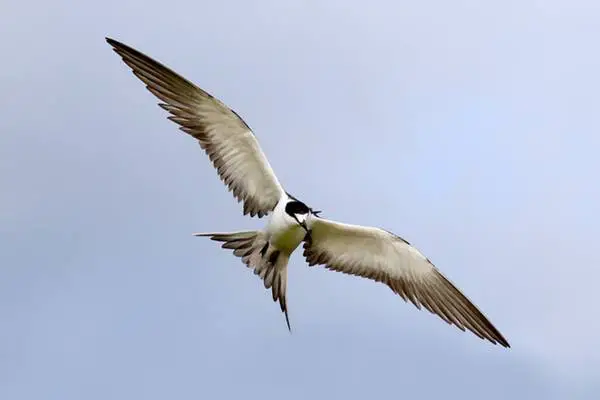Sooty tern gliding