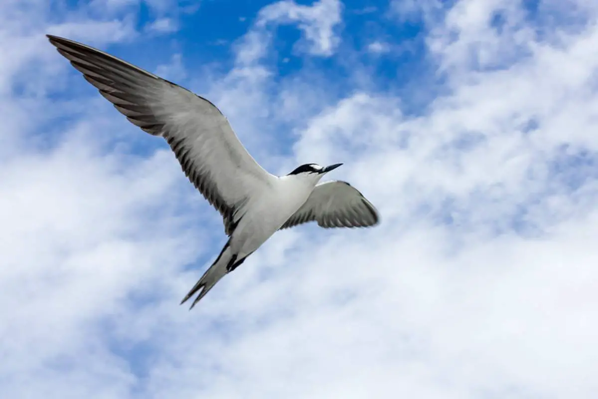 Sooty tern in fight