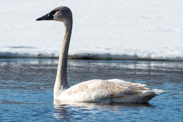 Tundra swan glides through the water