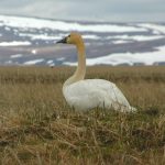 Tundra swan on dryland