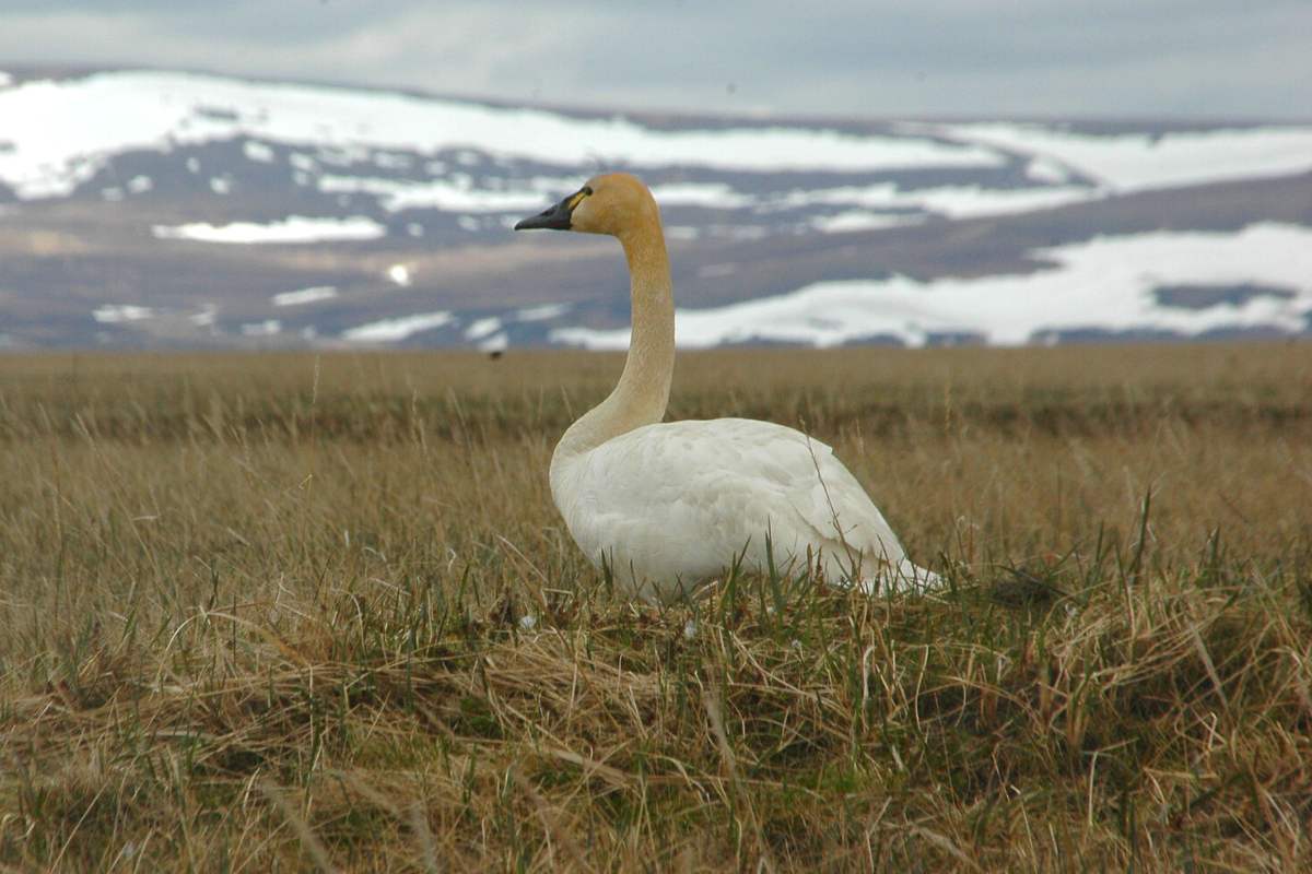 Tundra swan on dryland