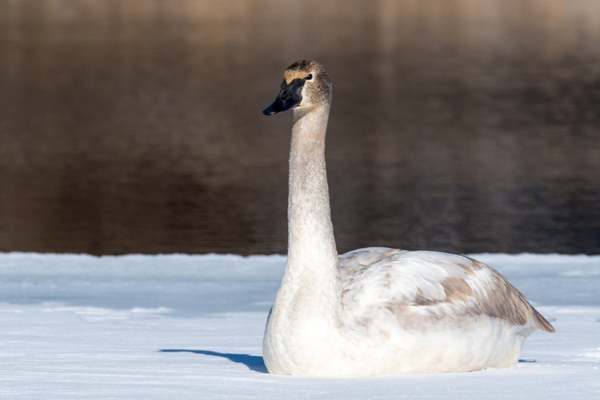Tundra swan on snow