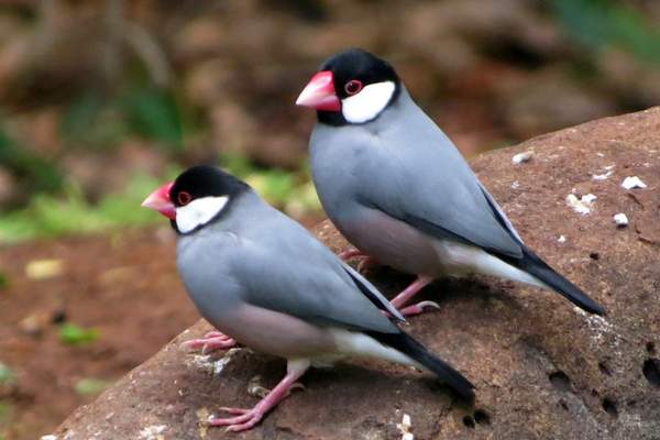 Two java sparrows at rest
