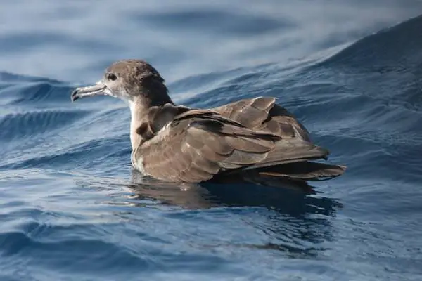 Wedge-tailed shearwater floating