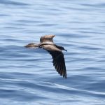 Wedge-tailed shearwater flying