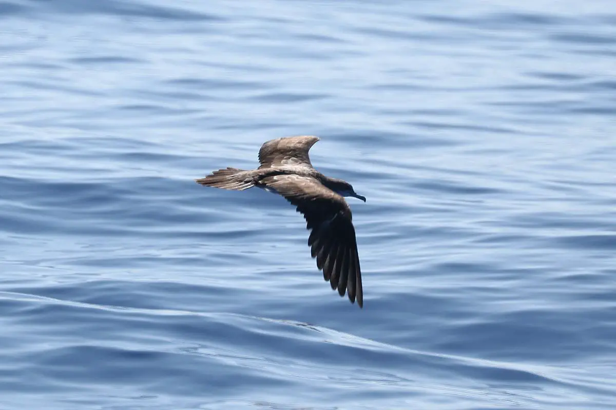 Wedge-tailed shearwater flying