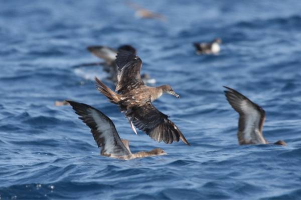 Wedge-tailed shearwater in action