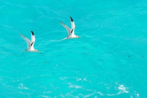 White-tailed tropicbirds flying