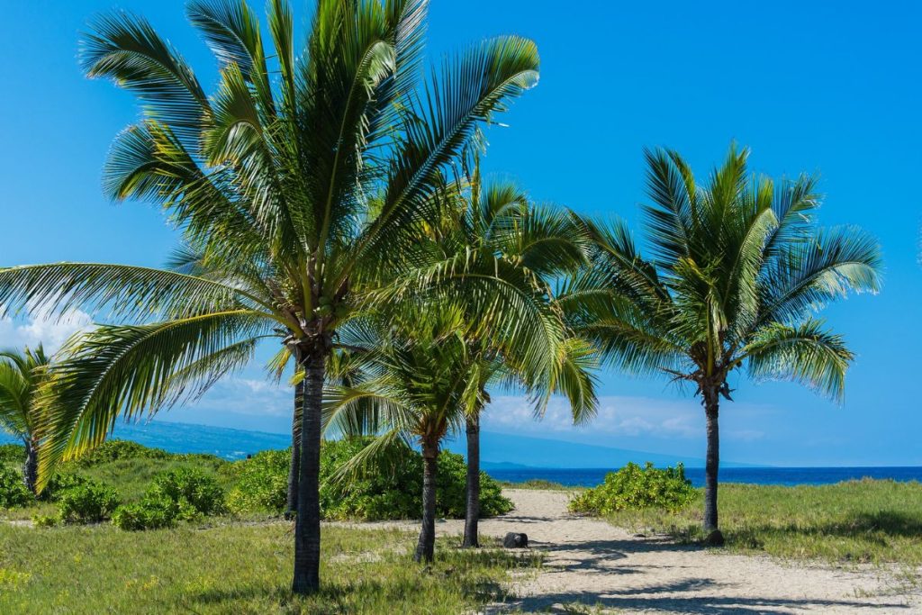 Are There Squirrels in Hawaii? (Island Wildlife) Hawaii Bird Guide
