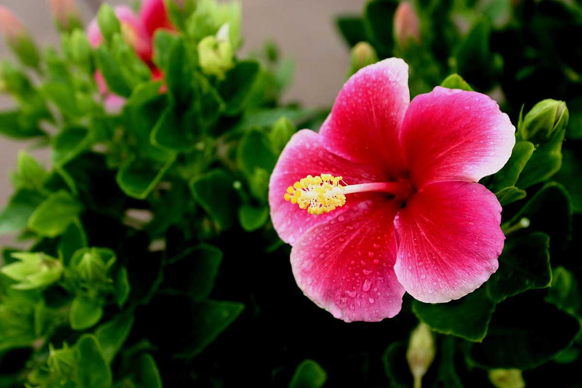 hawaii hibiscus