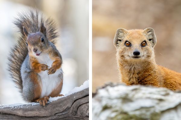 Squirrel (left) and Mongoose (right)