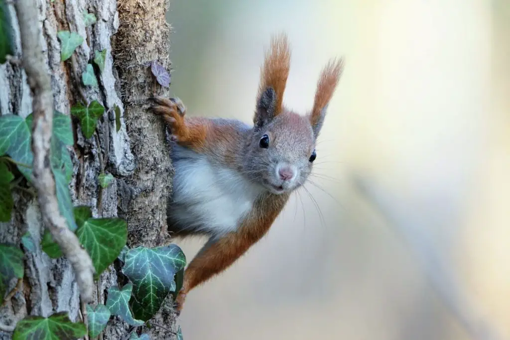 Are There Squirrels in Hawaii? (Island Wildlife) - Hawaii Bird Guide